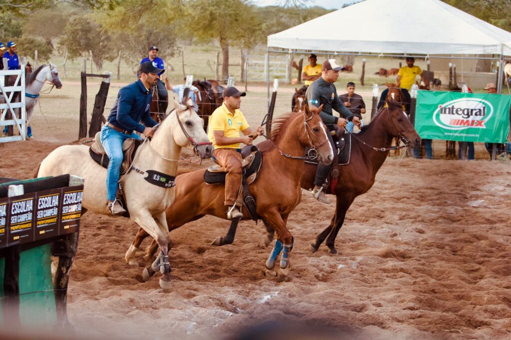 Team Penning